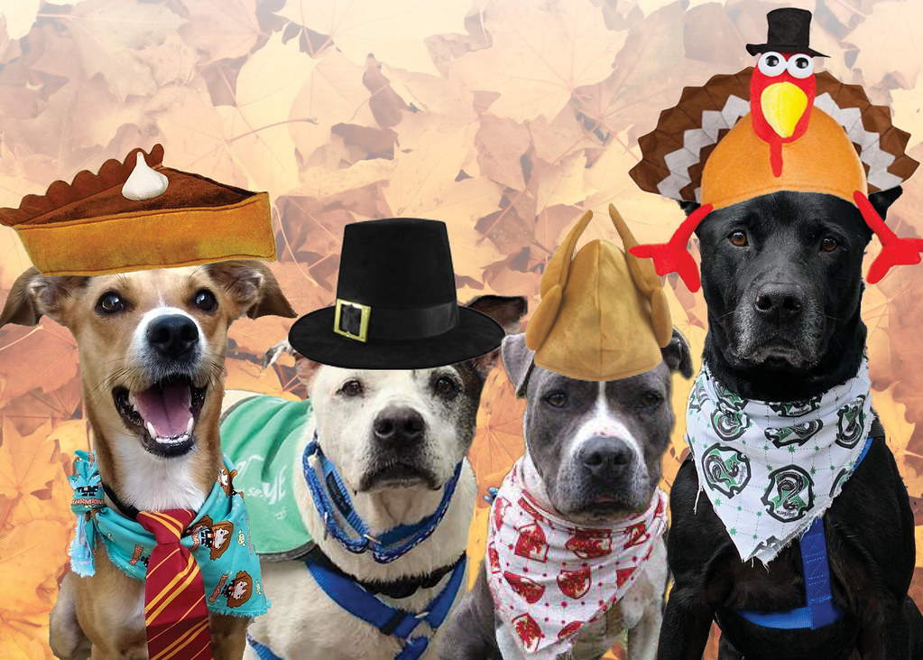 Animal Services Seeks Thanksgiving Foster Families