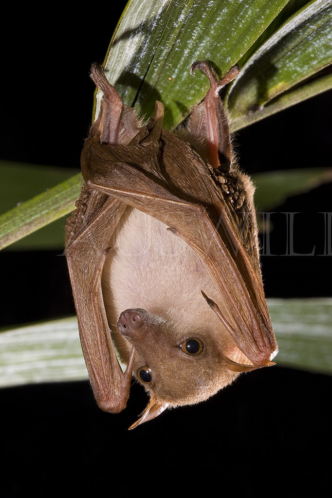 Northern Blossom Bat, Macroglossus minimus, Australia Flickr