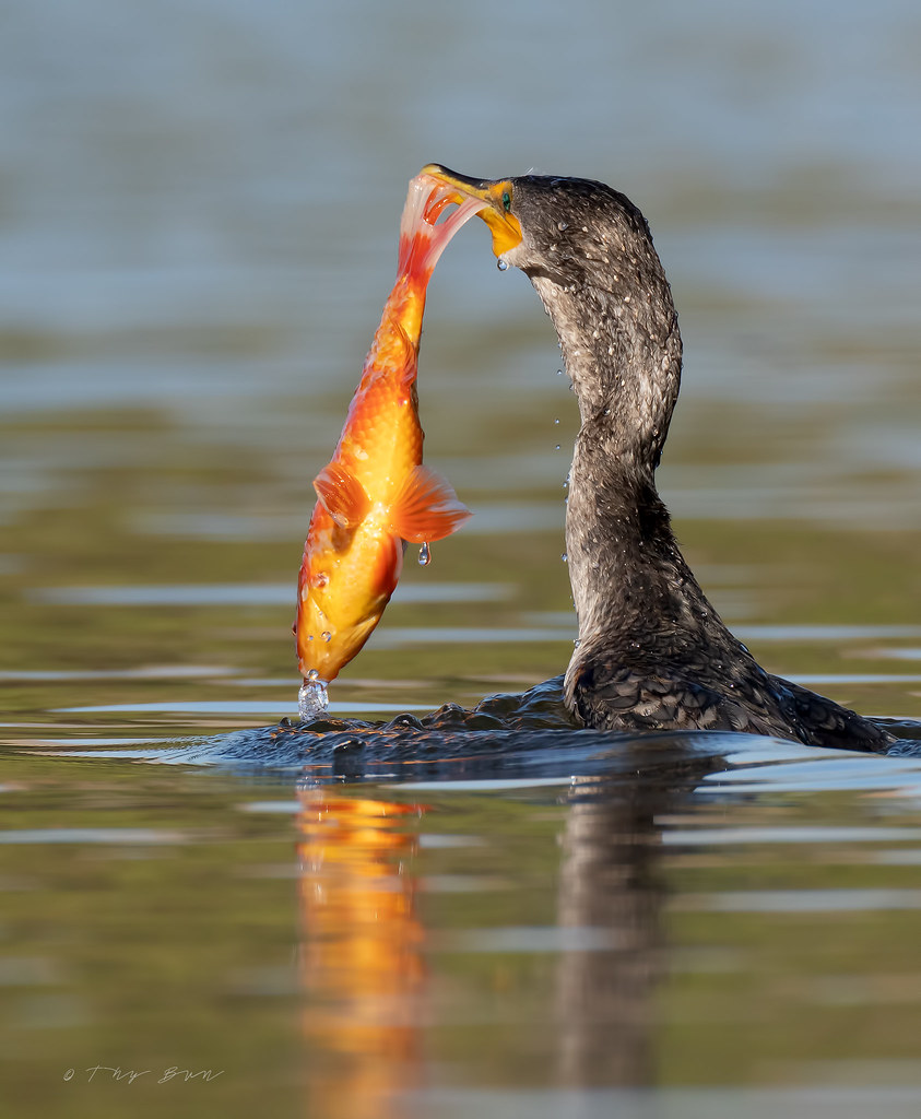 Cormorant got the orange carp I know, many photographers (… Flickr
