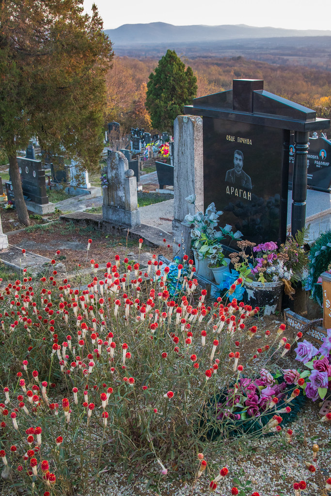 Plant with beautiful flowers growing on a person's grave Flickr