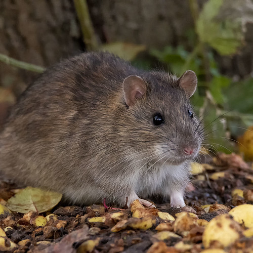 Rata Gris Asiática (Rattus norvegicus) · NaturaLista