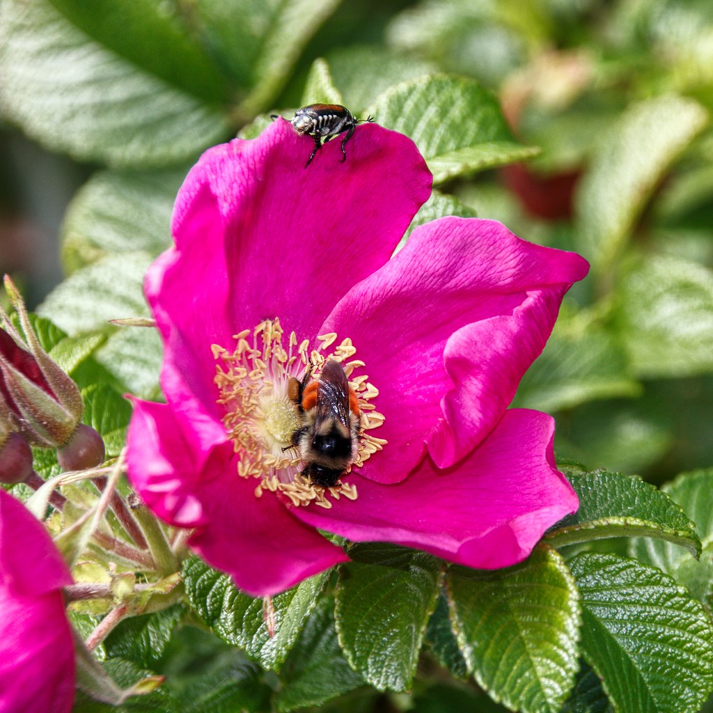Lake Placid New York Garden Flower with Bumble Bee & B… Flickr