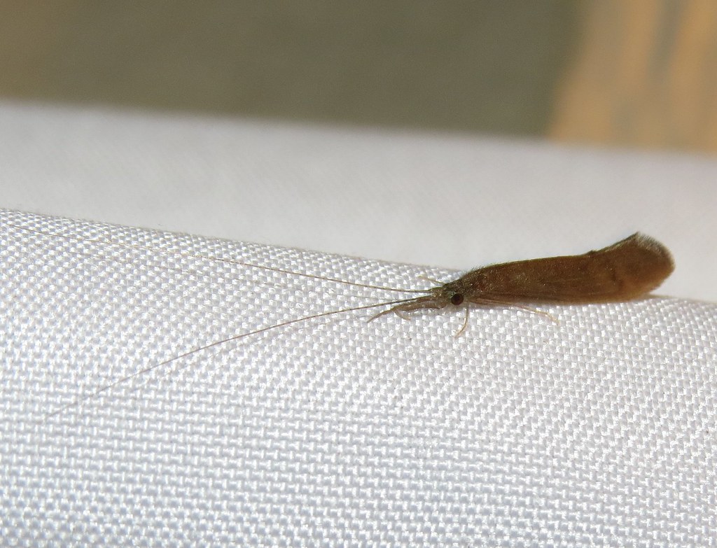 Longhorned caddisfly Longhorned caddisfly, family Leptocer… Flickr