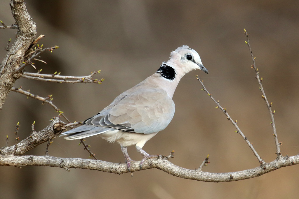 Ringnecked Dove Streptopelia capicola The Ringnecked