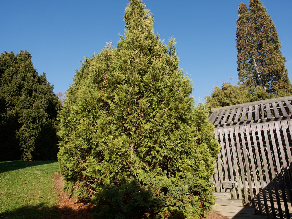 Why Is My Arborvitae Turning Brown And How To Solve It? SARPO