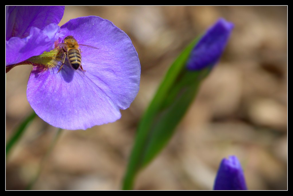 Guelph Ontario Canada Guelph University Arboretum Pa… Flickr