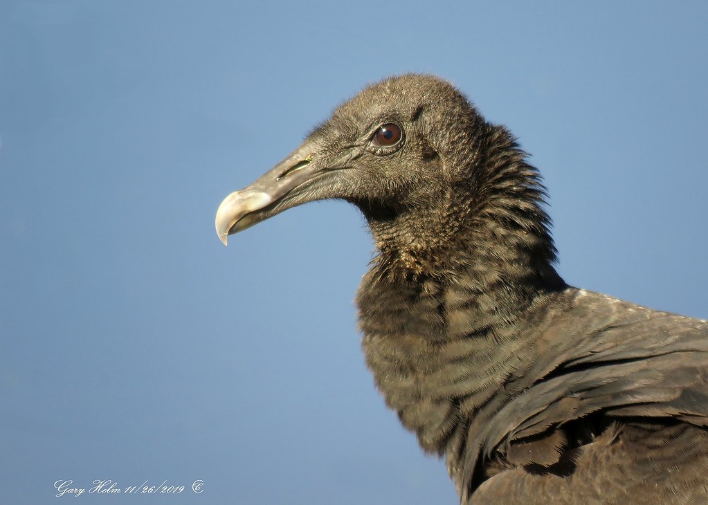 What Does A Baby Black Vulture Look Like? PetThings