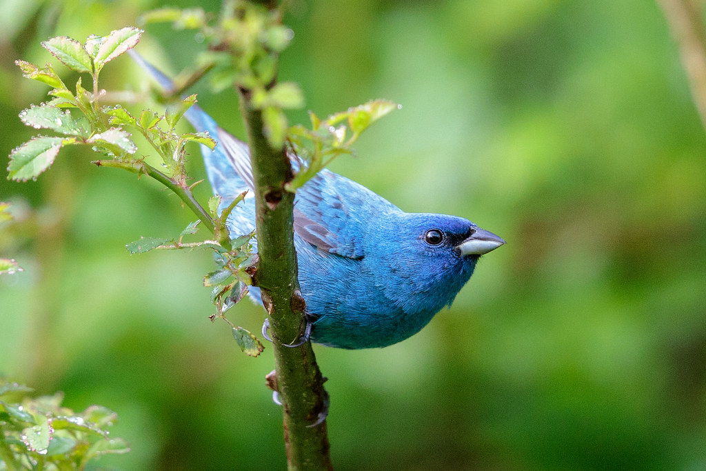 Indigo Bunting Missouri Ozark's Steve Jones Flickr