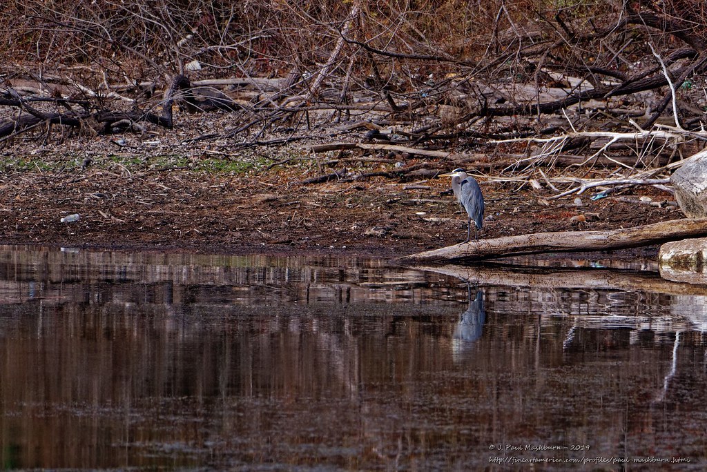 Blythe Ferry Blue Heron Another trip to the Hiwassee Wildl… Flickr