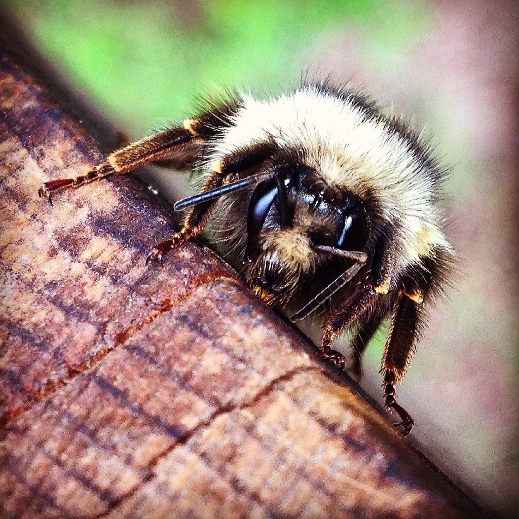 Bumblebee By Randy Stevens, Palouse CD Washington State