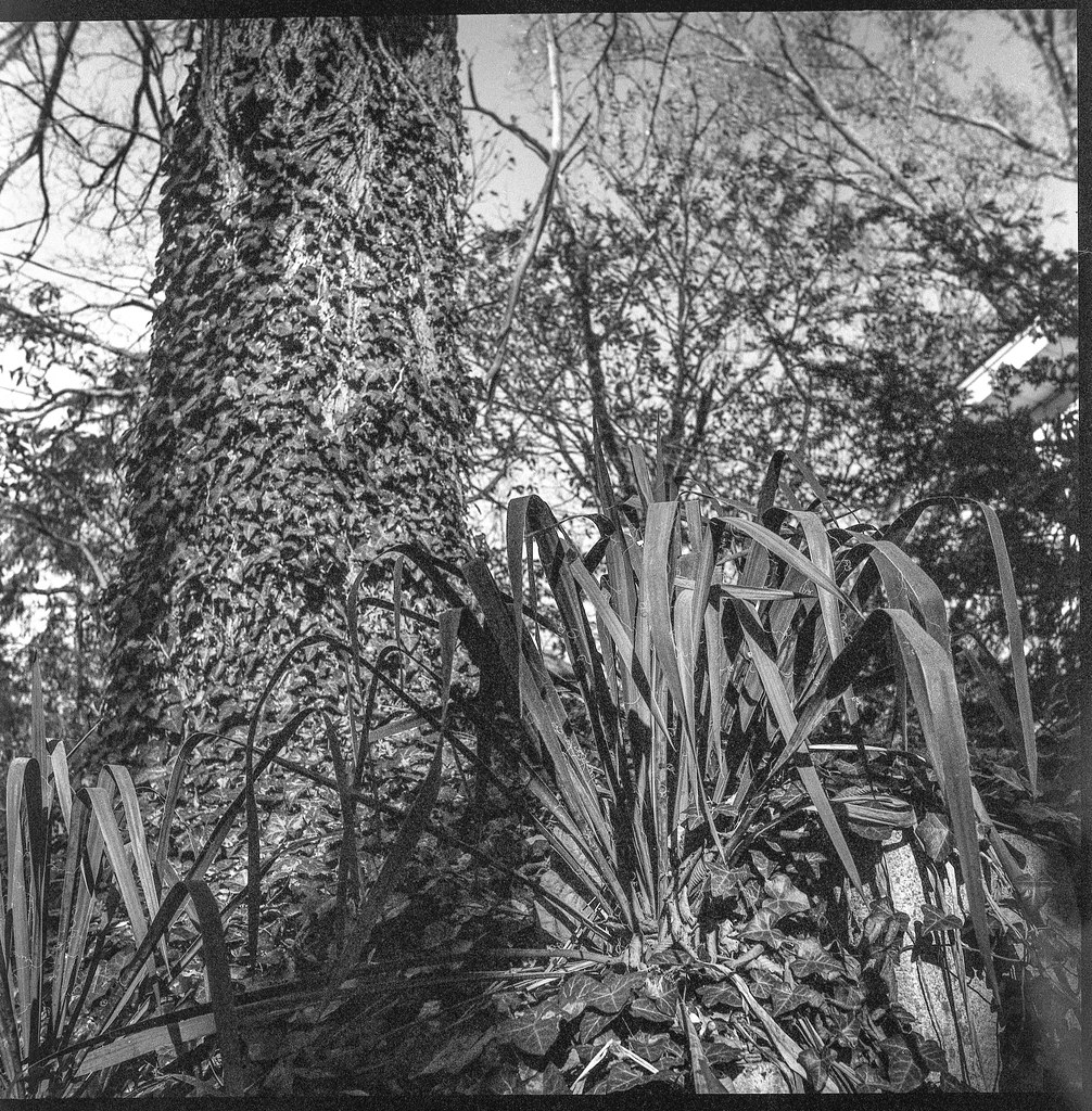 looking up, plant and tree forms, front yard, Asheville, N… Flickr