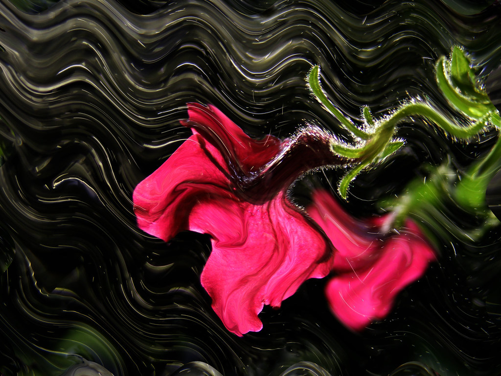 Flower Shower I was misting petunias in my hanging basket … Flickr