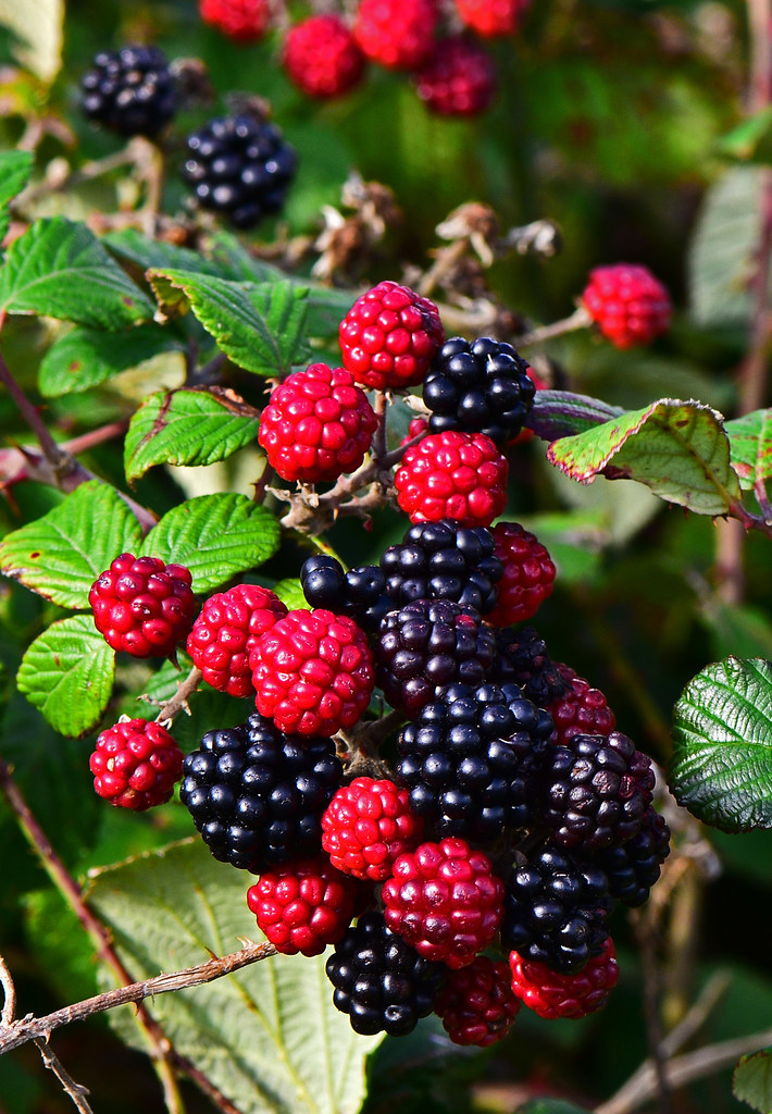 Bramble Berries Rubus fruticosus agg Bramble Berries in go… Flickr
