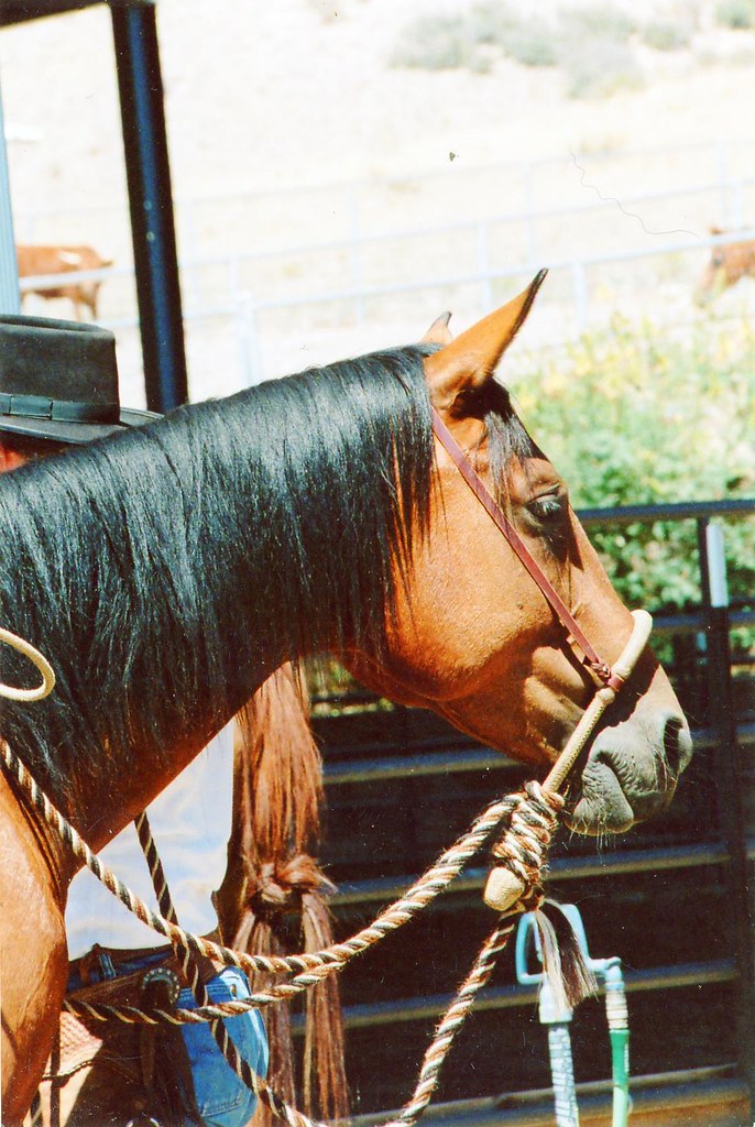 ARIZONA SCENES Horse Tack...... hackamore AZ CHAPS Flickr