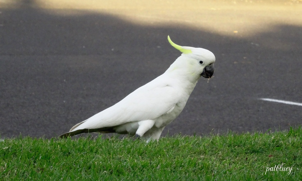 A cockatoo at Warilla Seen while walking my dog at Warilla… Flickr