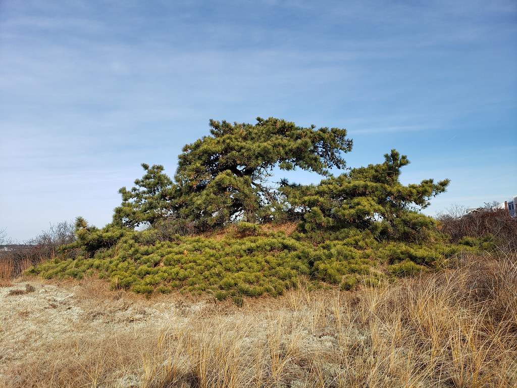 Pitch Pine Tree Seabrook Dunes One of the coolest pine t… Flickr