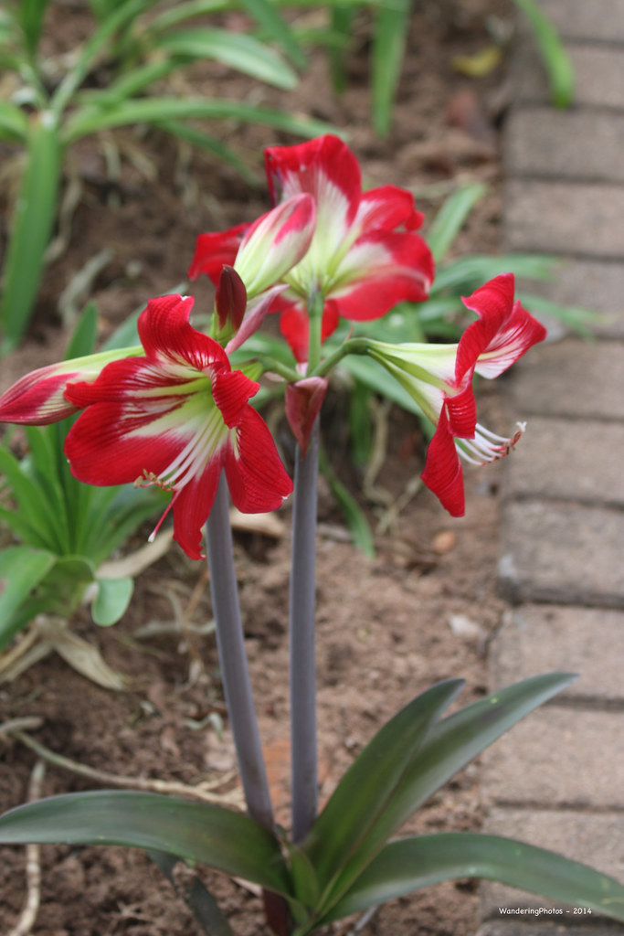 Amaryllis Flowers Kruger National Park South Africa Flickr