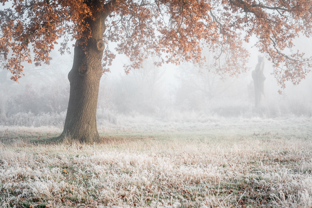 Last Stand of Autumn Fairford Leys old Golf Course Steven Clennell Flickr
