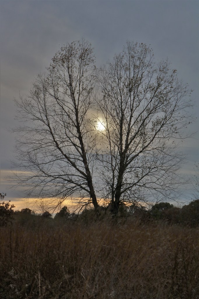 RonaldKapalaBraidwoodDunesNovember20195 Forest Preserve District of Will County Flickr