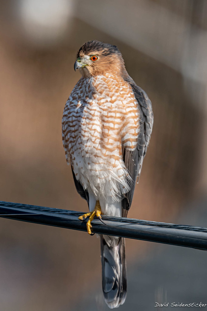 Hawkeye Cooper's Hawk, Glendale, Missouri. I'd prefer a mo… Flickr