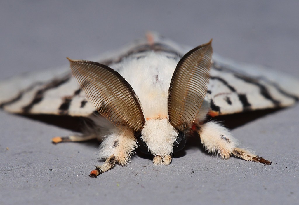 Christmas Tree moth Lymantria sp aff antenata Erebidae Man… Flickr