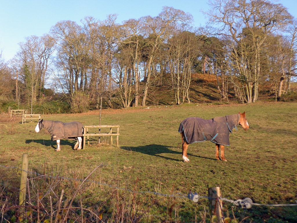 Horses grazing in a field on the Wirral Near St. Bartholom… Flickr