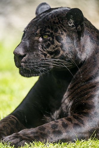 Black jaguar relaxing in the grass | The black jaguar of the… | Flickr