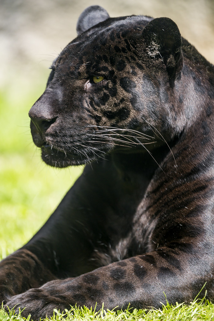 Black jaguar relaxing in the grass The black jaguar of the… Flickr