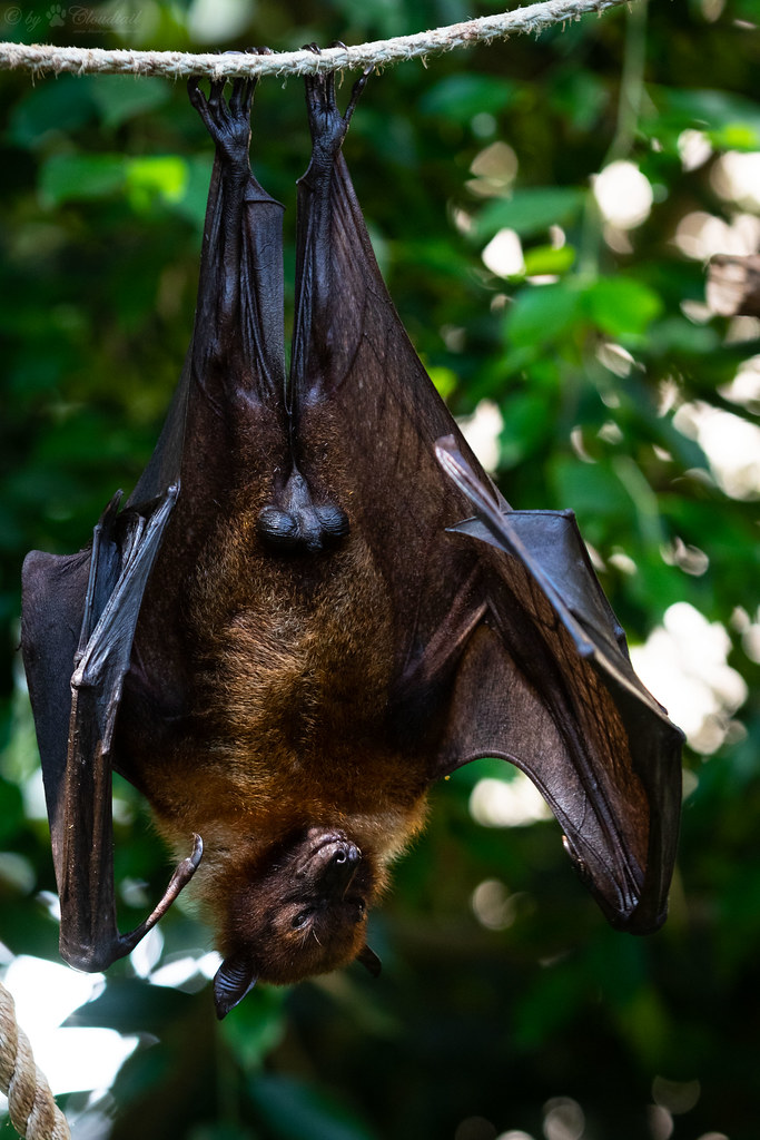 flying fox A picture of a flying fox Cloudtail the Snow Leopard Flickr