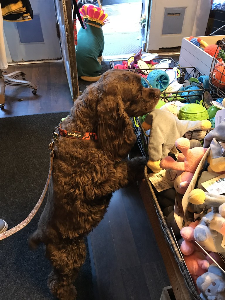 Paws PORTLAND Maine Foodie Tours Maine Foodie Tours Flickr