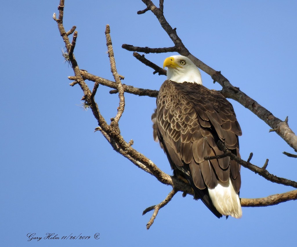 Florida Has The Largest Bald Eagle Population In The Lower… Flickr
