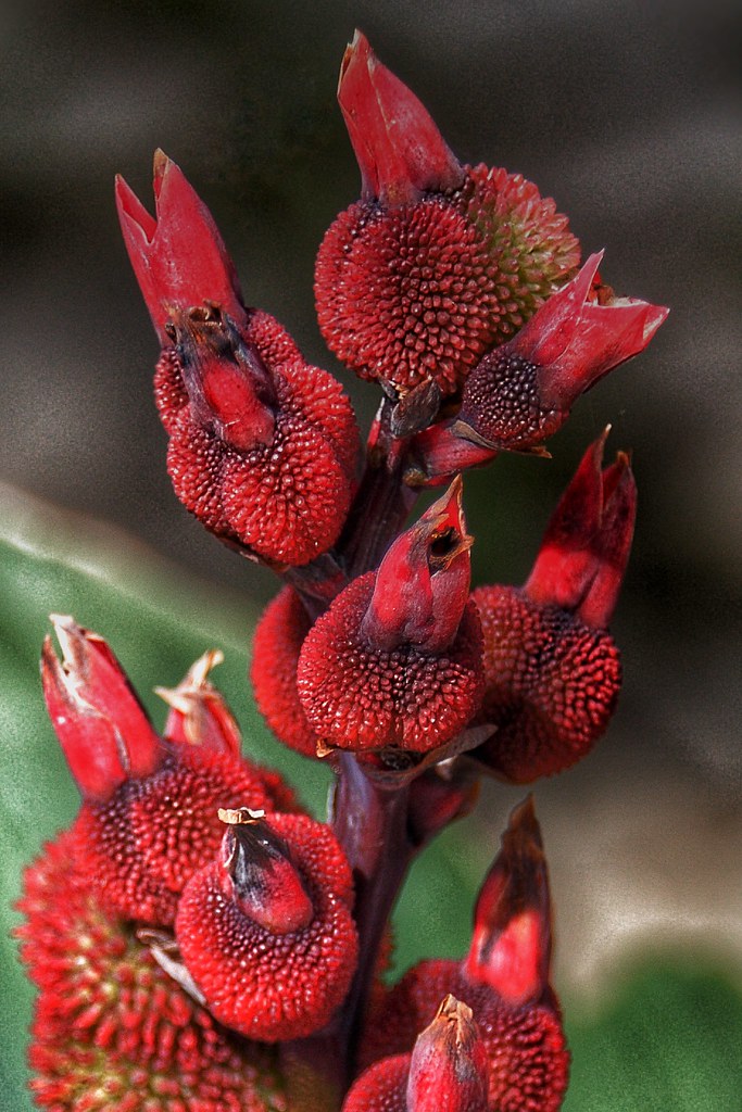 Guelph Ontario Canada Guelph University Arboretum Gard… Flickr
