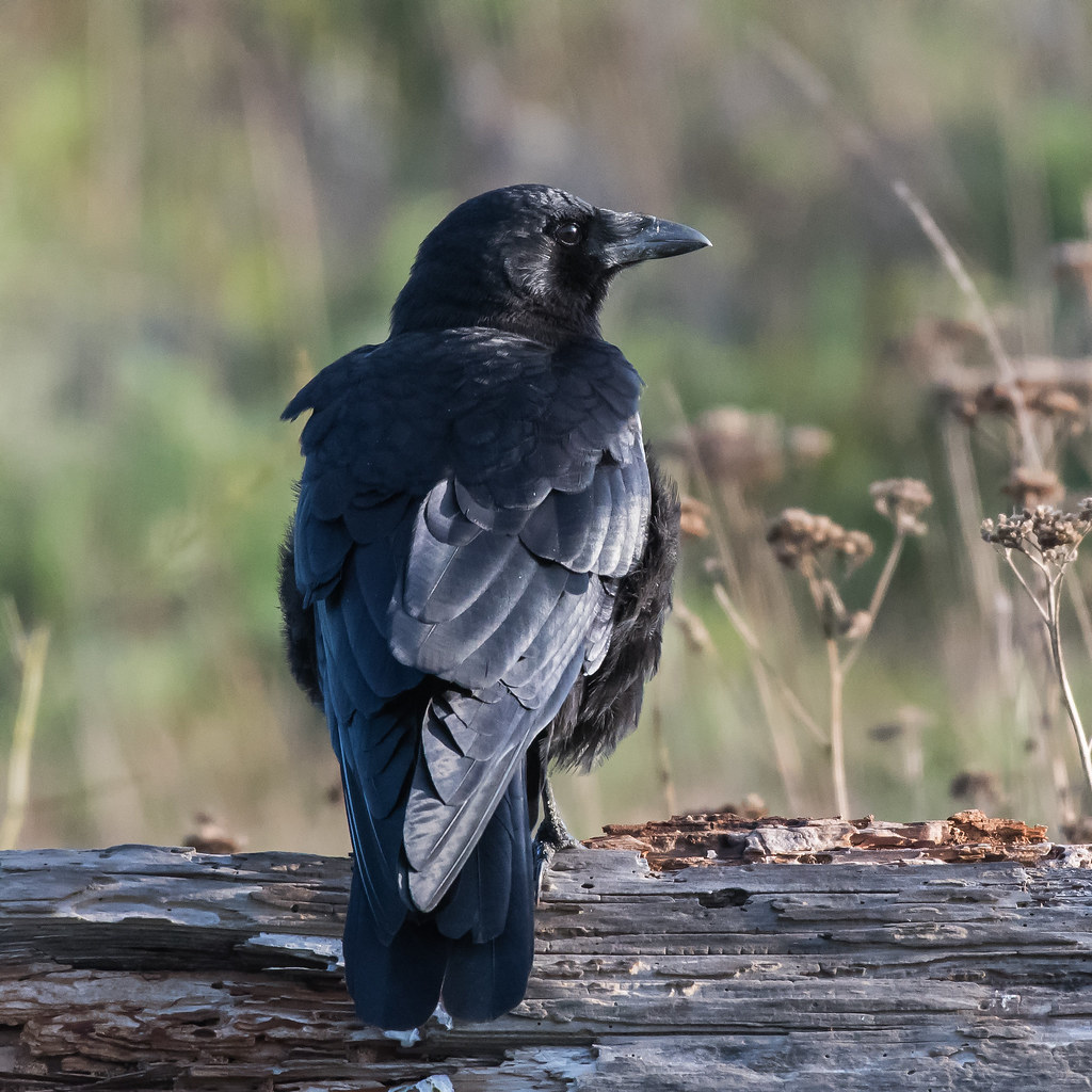 Northwestern Crow One of a large flock of crows hunting th… Flickr