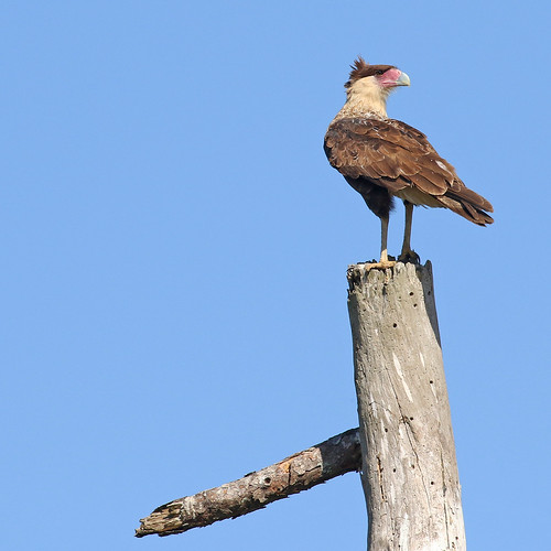 Crested Caracara Caracara cheriway, Felda, Florida Flickr