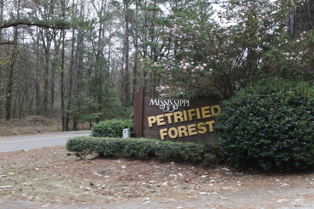 Flora, MS Mississippi Petrified Forest Pic 2 Andy Tucker Flickr
