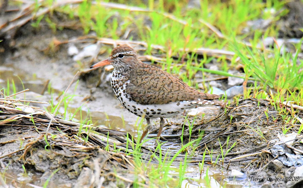 Chevalier grivelé Spotted sandpiper StBasileleGrand J… Flickr