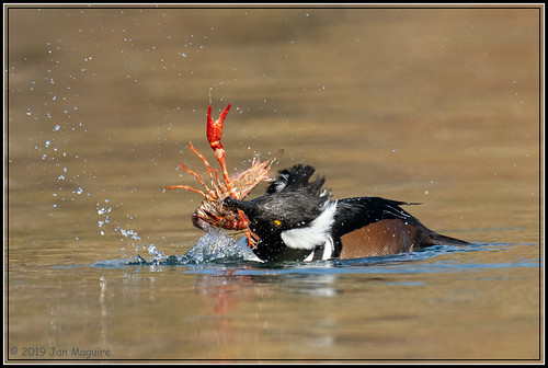 Break a Leg 1420 I hesitated to post this because the