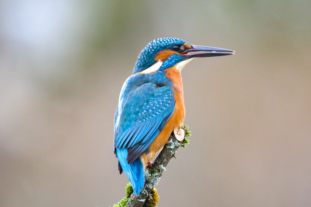 Kingfisher Twynholm Hide Dumfries Dougie Edmond Flickr