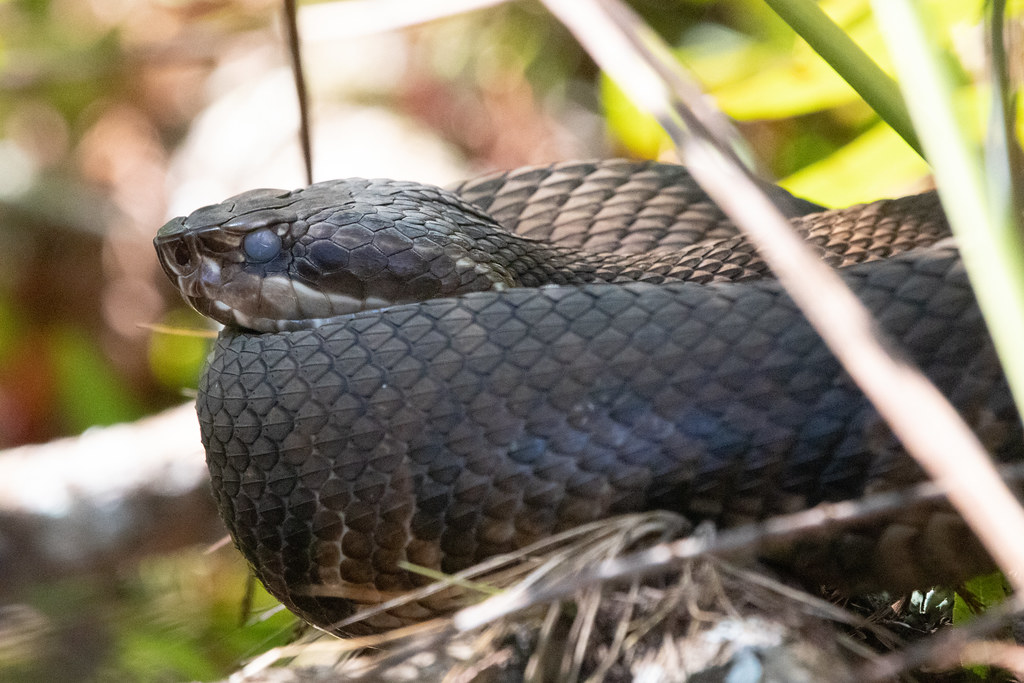 Cottonmouth Six Mile Cypress Slough Dennis Church Flickr