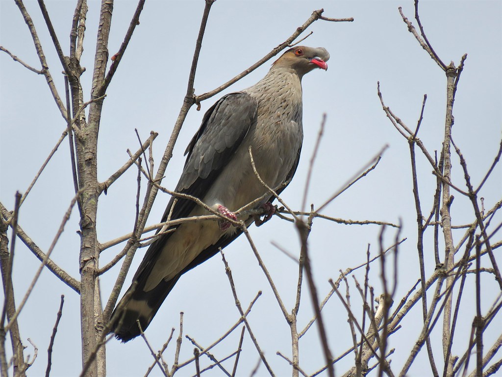 Lopholaimus antarcticus Topknot Pigeon Birds of The Hastings