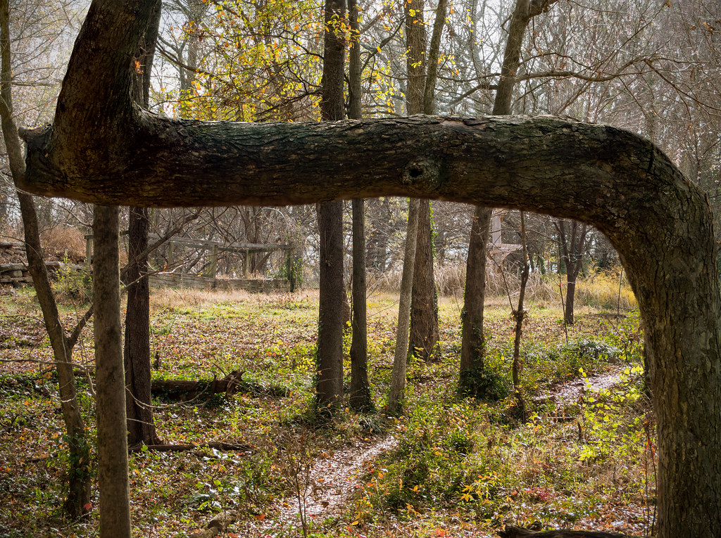 Arboreal arch Kirkwood Urban Forest Preserve. Atlanta (Kir… Flickr