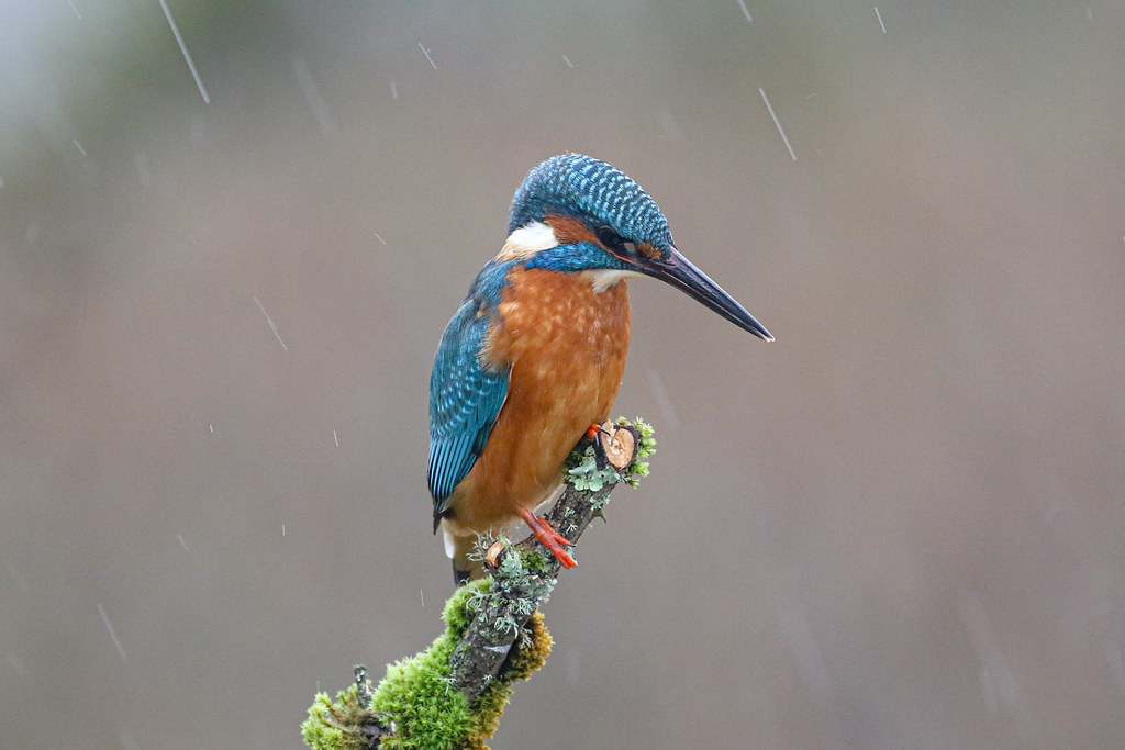 Kingfisher D&G Hide Dougie Edmond Flickr