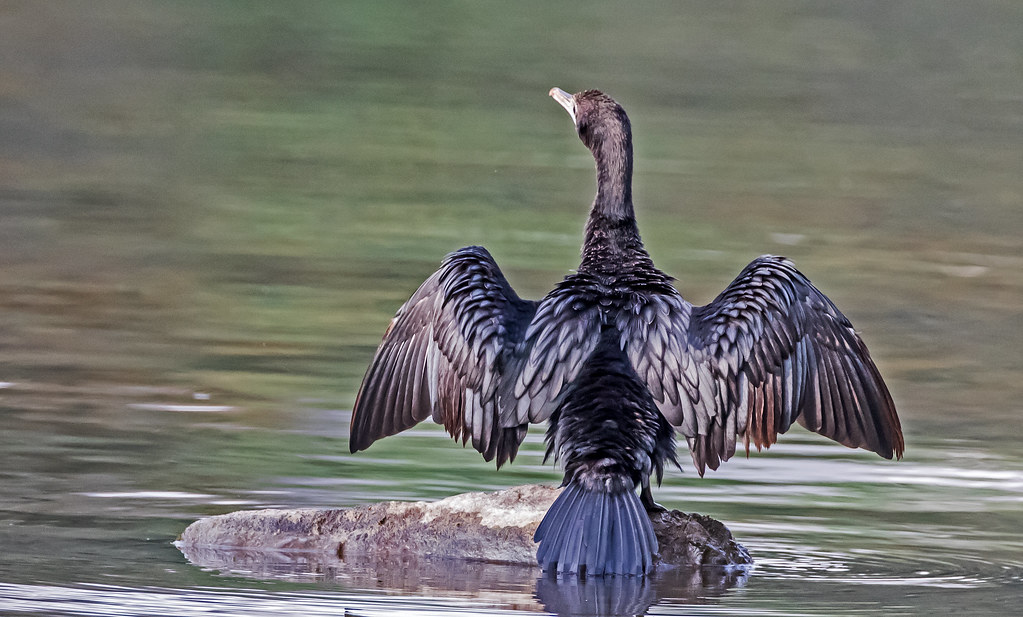Indian Cormorant at Ranthambhore NP, Rajasthan Budgie Boy Flickr