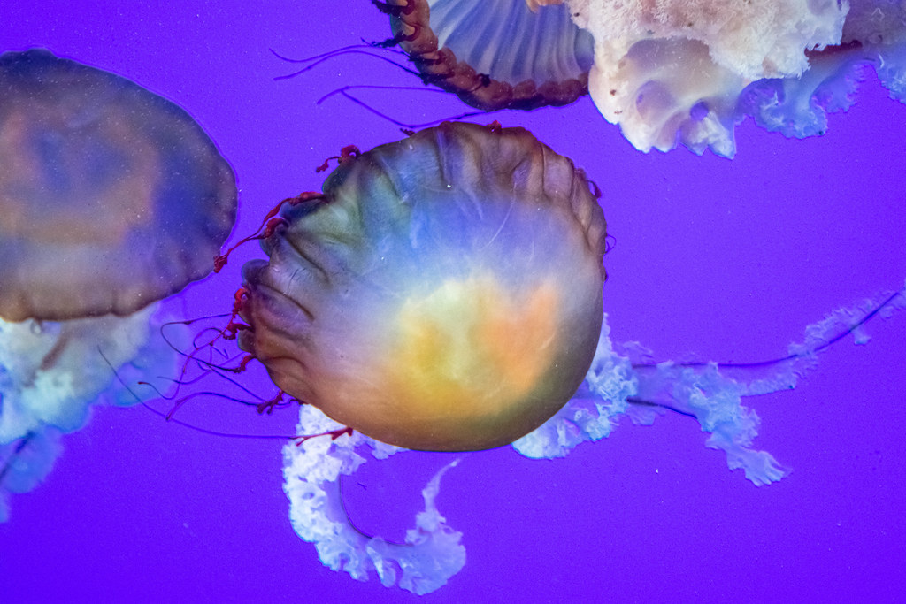 Pacific Sea Nettles Pacific Sea Nettles, Chrysaora fuscesc… Flickr