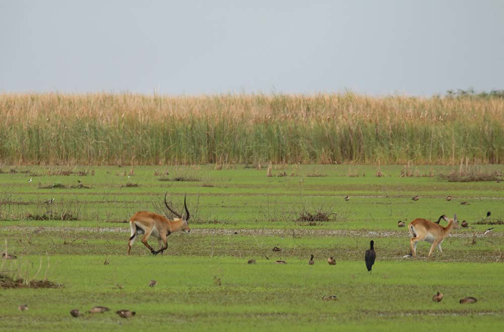 Kafue lechwe, Lochinvar National Park, Zambia inyathi Flickr