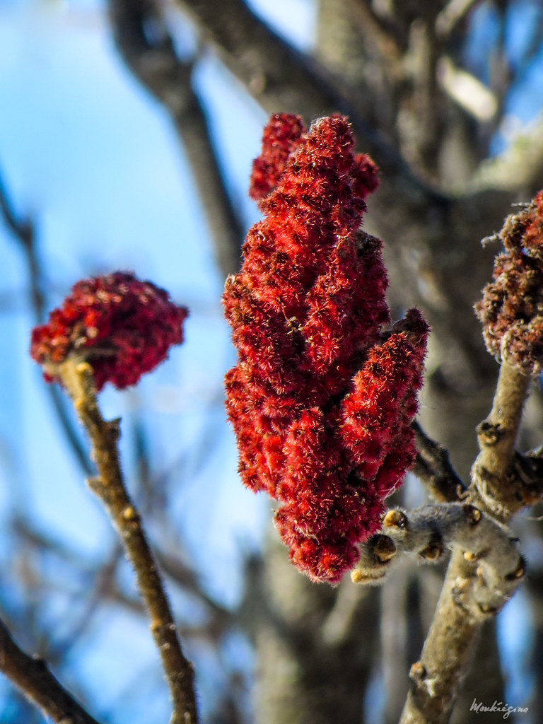 Staghorn Sumac Fruit (Drupe) Fruit du sumac vinaigrier (… Flickr