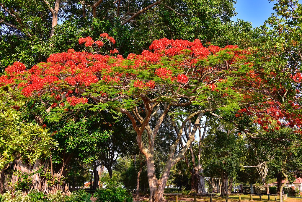 Queensland Christmas Tree OK, I know some others have alre… Flickr