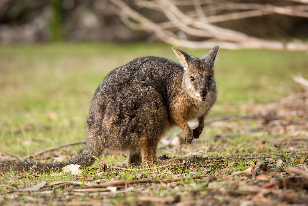 Tammar wallaby (Macropus eugenii) One of the smallest wall… Flickr