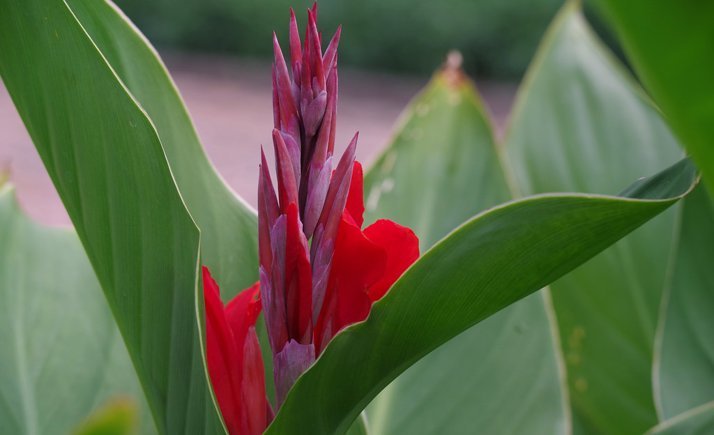 Canna lilies The angles and colors of these canna lilies j… Flickr