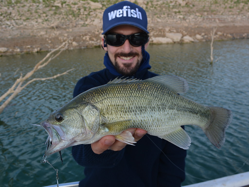 Largemouth bass, Micropterus salmoides from Spain Caught i… Flickr